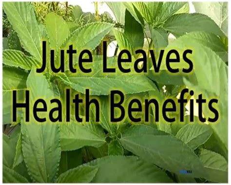 10 Profound Health Benefits Of Ewedu (Jute Leaves)